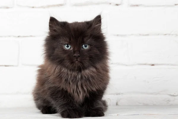 Joven negro esponjoso gatito — Foto de Stock