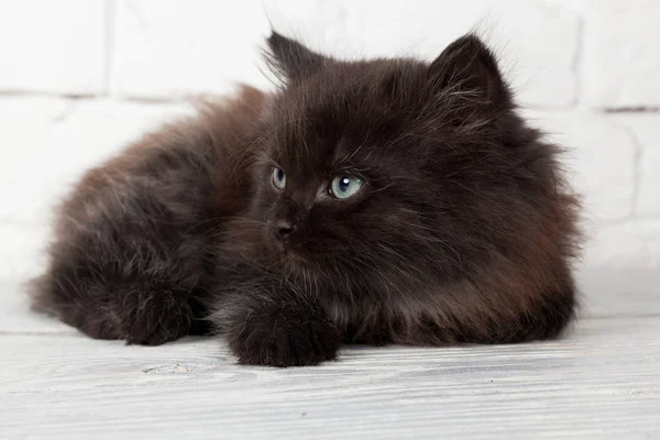 Joven negro esponjoso gatito — Foto de Stock