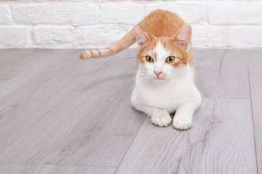 Genç kırmızı kedi poz