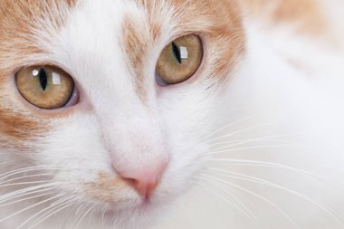 Genç kırmızı kedi portresi