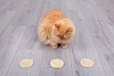 Kırmızı kedi kuru maya özü petri Kupası seçimi