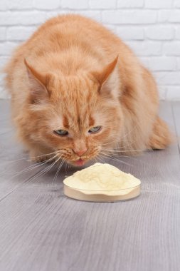 Kırmızı kedi kuru maya özü petri Kupası yiyor