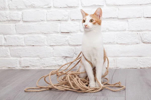 若い赤い子猫ポーズ — ストック写真