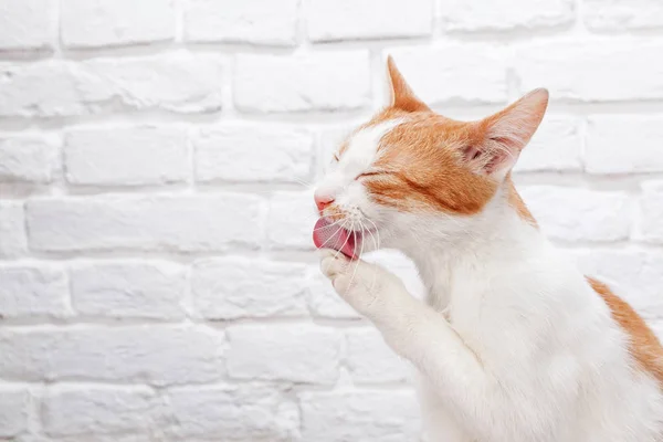 洗濯若い赤い子猫 — ストック写真