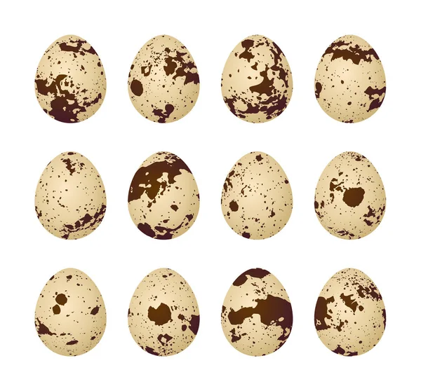 Huevos de codorniz sobre fondo blanco — Vector de stock