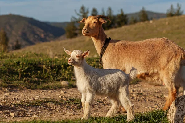 Mother goat and her kid — Stock Photo, Image