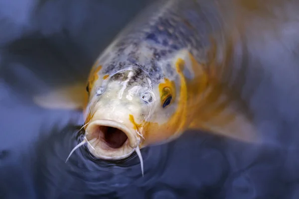 Exotic Koi fish carp swimming in pond — Stock Photo, Image