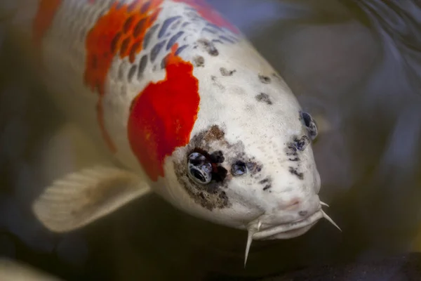 Ikan gurami Koi eksotis berenang di kolam — Stok Foto