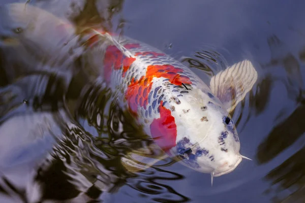 Exotic Koi fish carp swimming in pond — Stock Photo, Image