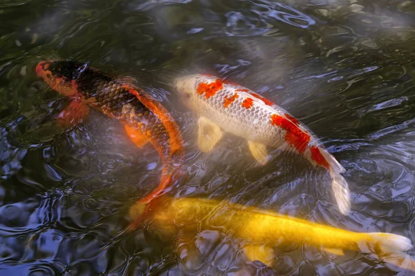 Banyak ikan Koi berwarna-warni berenang di kolam — Stok Foto