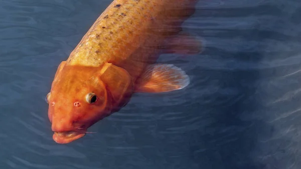 Rybí kapr Orange Koi s překvapeným výrazem ve tváři — Stock fotografie