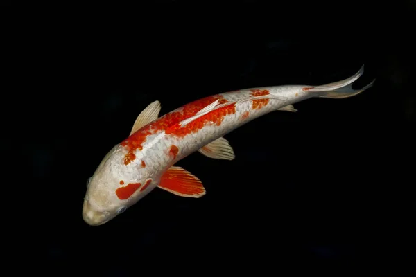 Carpa de pescado Koi de color rojo y blanco aislada en negro —  Fotos de Stock