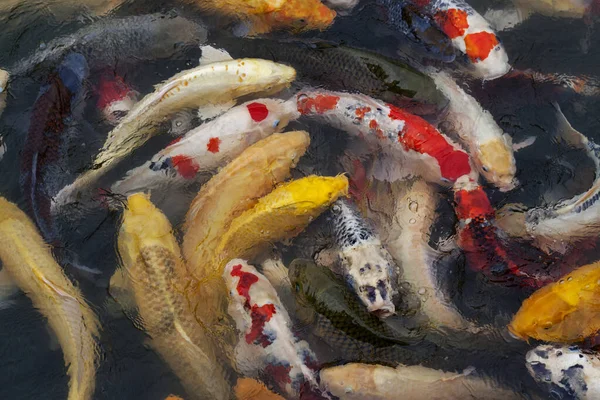 Many multicolored Koi fish swimming in pond — Stock Photo, Image
