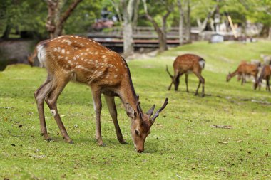 Japonya 'daki Omoto Parkı' nda dolaşan vahşi geyikler.