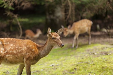 Japonya 'daki Omoto Parkı' nda dolaşan vahşi geyikler.