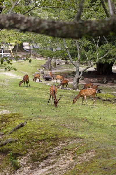 Japonya 'daki Omoto Parkı' nda dolaşan vahşi geyikler. — Stok fotoğraf