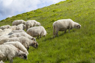 Sheep graze on a high mountain plateau clipart