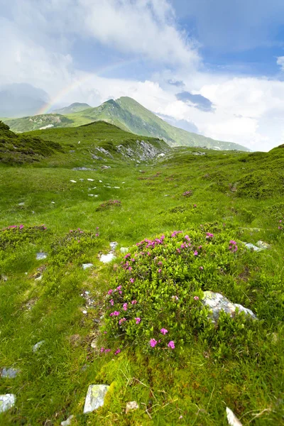 Pradera alpina en hermosas montañas Rodna en Rumania —  Fotos de Stock