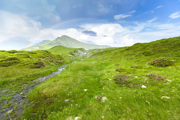 Pradera alpina en hermosas montañas Rodna en Rumania —  Fotos de Stock