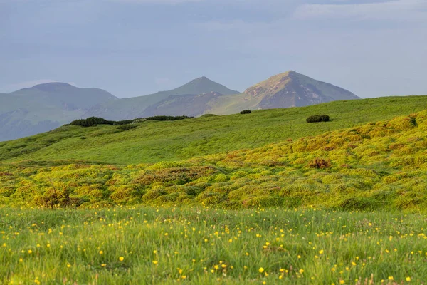 Альпійський лук у прекрасних горах Родна (Румунія). — стокове фото