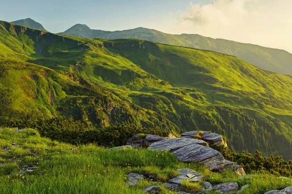 Pradera alpina en hermosas montañas Rodna en Rumania —  Fotos de Stock