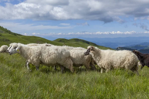 Sheep graze on a high mountain plateau — Stock Photo, Image