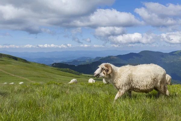 高い山の台地上に羊の放牧 — ストック写真