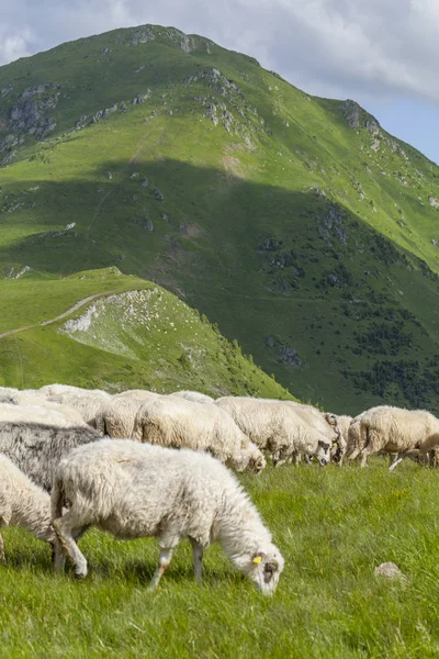 Ovejas pastan en una meseta de alta montaña — Foto de Stock