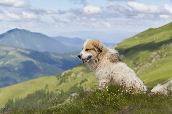 Pies pasterski w górach, siedzi w trawie — Zdjęcie stockowe