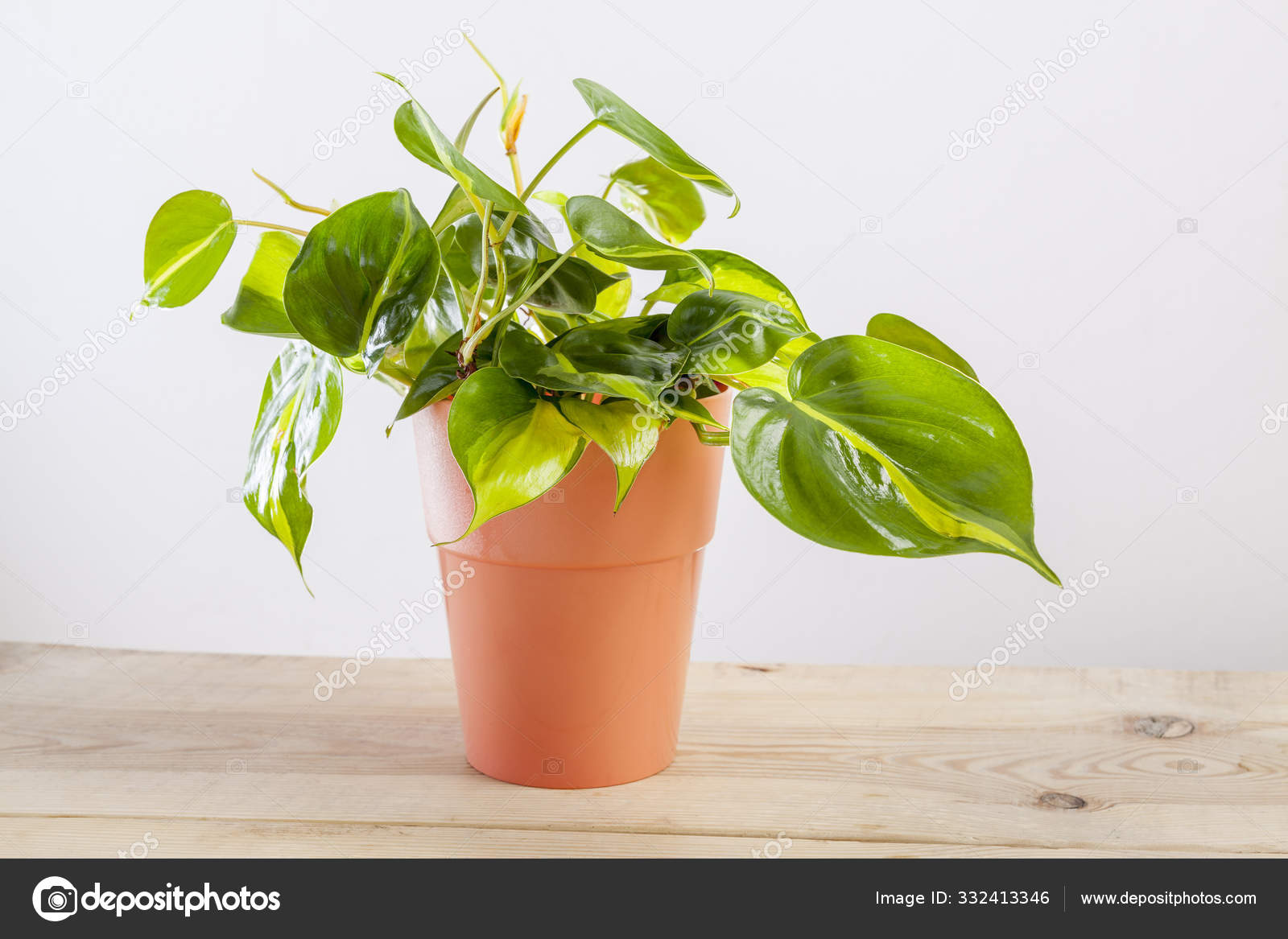 кашпо lechuza рондо. мужегон сциндапсус. фикус диффенбахия. интерьерные растения. комнатные растения 2024 году.