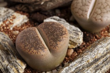 Lithops, şeffaf vazoda yaşayan taş bitkisi.