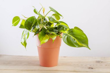 Çiçek saksısında yeşil yaprakları olan Philodendron Brasilia.