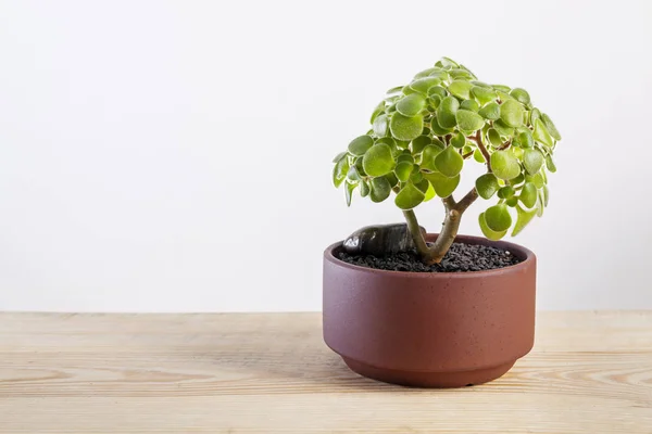 Aichryson laxum green plant in pot — 스톡 사진