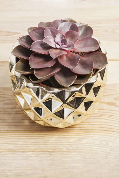 Echeveria lilacina Pflanze in einem kleinen goldenen Topf. — Stockfoto