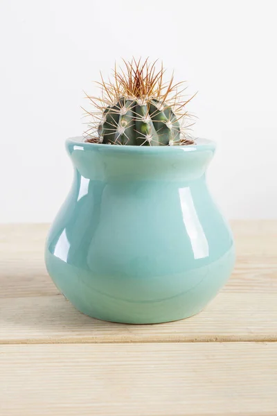 Gênero Echinocactus Cactus uma planta em vaso em um pote turquesa — Fotografia de Stock
