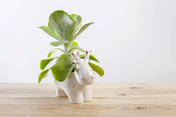 Kalanchoe thyrsiflora saftig krukväxt med gröna, tjocka, rundade, paddelformade blad. — Stockfoto