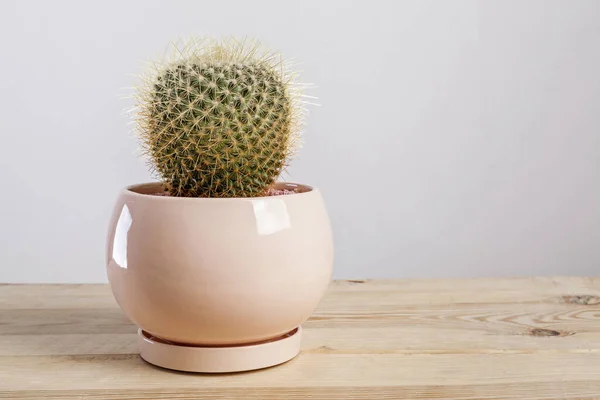 Mammilaria Geminispina Cactus plant in een pot. — Stockfoto