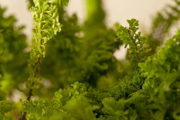 Studio photo shoot of a Nephrolepis exaltata blue bell fern. — 스톡 사진