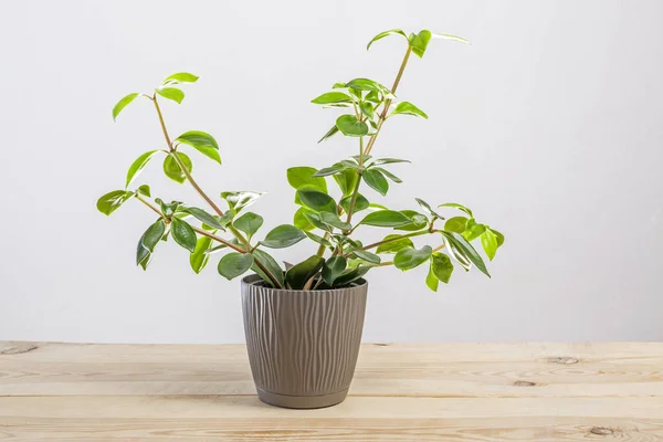 Färsk grön Peperomia verticillata växt i en kruka — Stockfoto