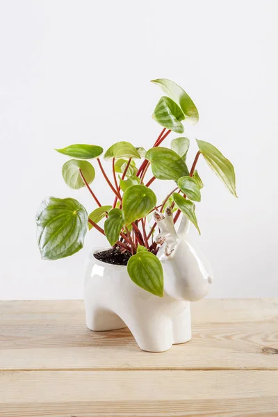 Watermelon peperomia plant in a deer shaped pot. — 스톡 사진