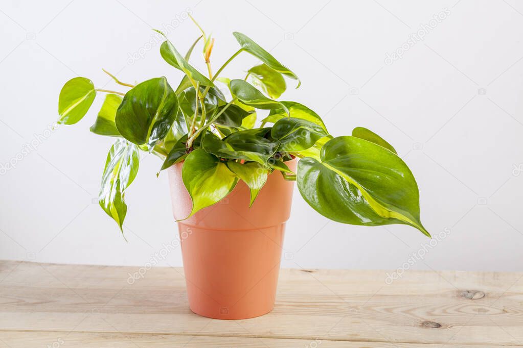 Philodendron Brasilia with variegated green leaves in flowerpot.