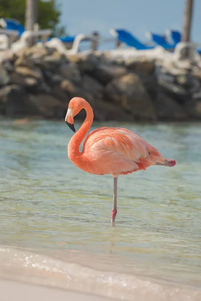Jeden flamingo na plaży — Zdjęcie stockowe