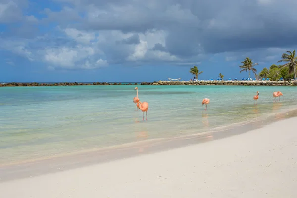 Flamants roses sur la plage — Photo