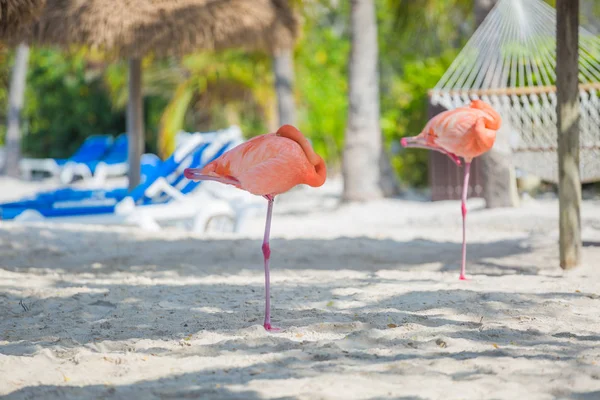 Dois flamingos na praia — Fotografia de Stock