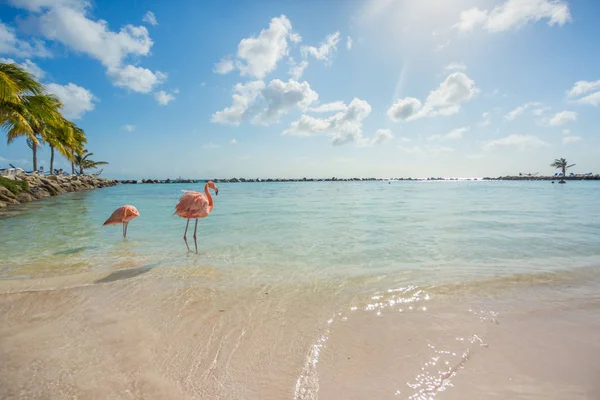 Dois flamingos na praia — Fotografia de Stock