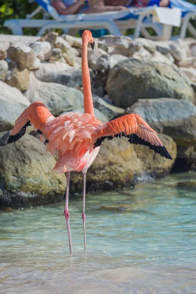 Один фламинго на пляже — стоковое фото