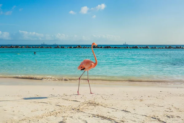 Jeden flamingo na plaży — Zdjęcie stockowe