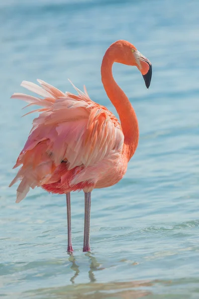 Um flamingo na praia — Fotografia de Stock