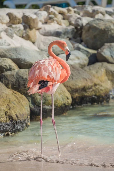 Um flamingo na praia — Fotografia de Stock