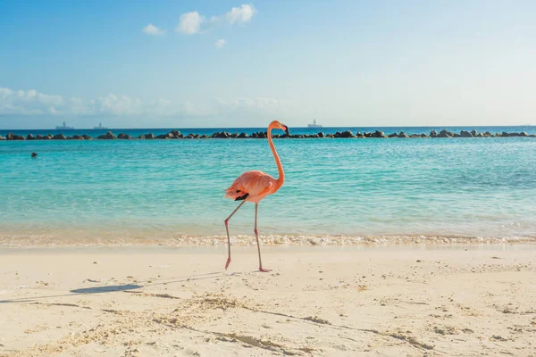 Yksi flamingo rannalla — kuvapankkivalokuva